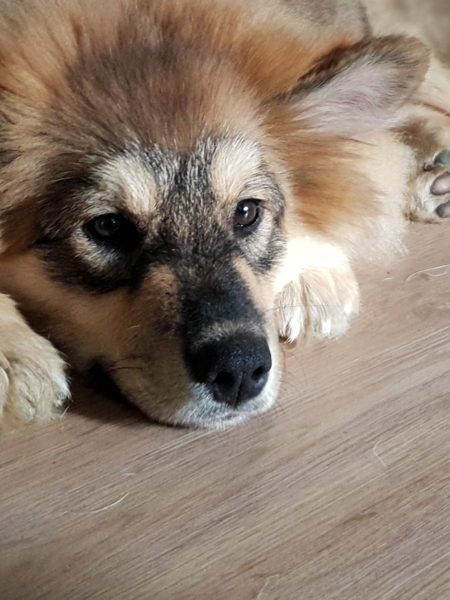 Vidéo Oslo 4&nbsp;mois